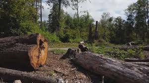 How Our Tree Care Process Works  in Vandenberg Village, CA